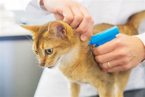 rfid chip implant cat cost|cat microchip scan.